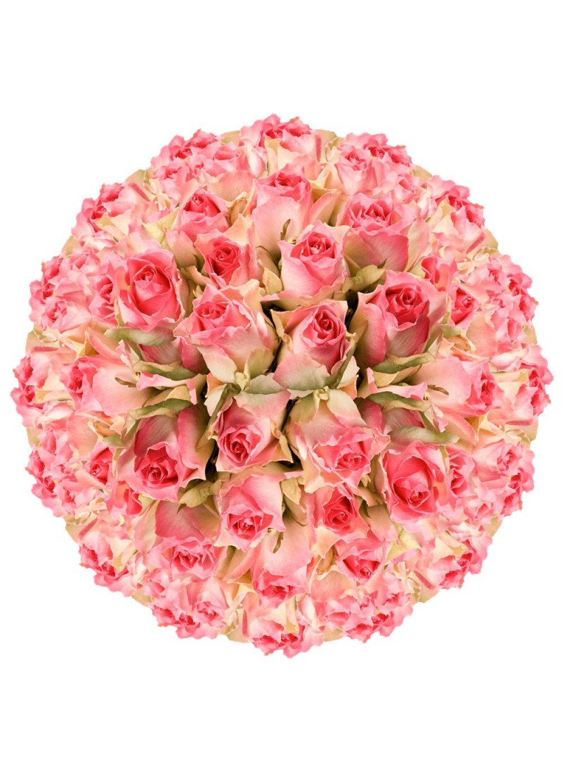 GlobalRose 200 Fresh Cut Light Creamy Pink Roses -...